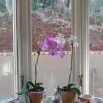 Orchids standing next to Bay window
